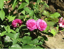 �����/���� ���� Heidi Klum / ������ ���������.JPG