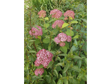 ��������� ���� ��������