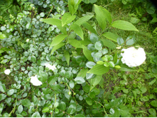 P1070850.JPG ���� �������������� "�����"