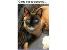 ���� ������������!