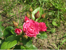 ��� ����� ����� (LOVELY LYDIA).JPG