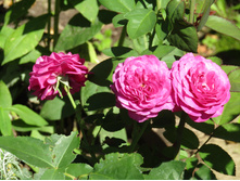 �����/���� ���� Heidi Klum / ������ ���������.JPG