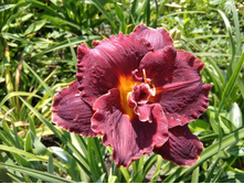 ���� �����.jpg