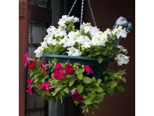 ������� ����� ���