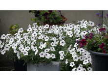 ������� ��������� ������ ���� Silver