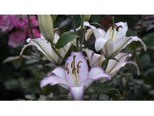 ����� �������