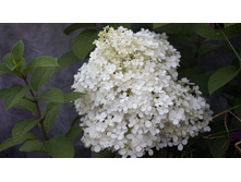 ��������� ��� ����