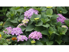 ������ �������