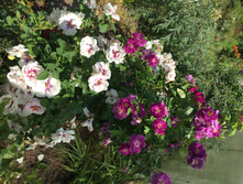 �������� � ���.JPG