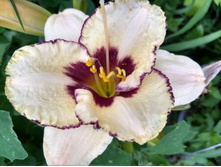 IMG 20180722 183842176 HDR.jpg