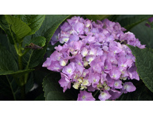 ������ �������