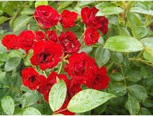 ������� ����������