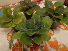 ������� � ����� ����������