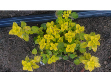 ������ �����