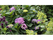 ������ �������