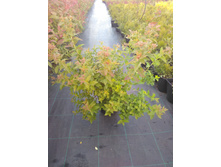 IMG 20180606 180911.jpg