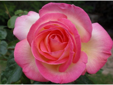 ��������� ������ ���������� (175) Princesse de Monaco