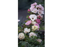 �������������� Sommerwind