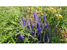 ��������  ������������� ��������� ( Blauriesin)