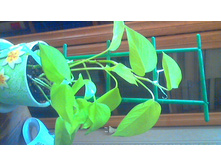 ���������� Neon