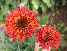 �������� ��������