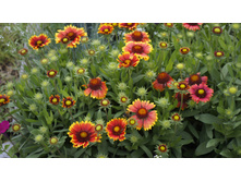 ��������� ����������� ������� ���