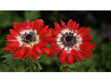 ������� ��������