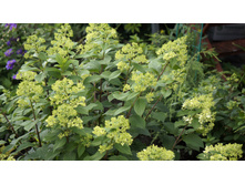 ������ �����