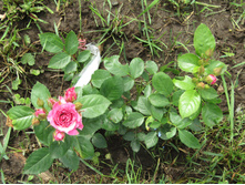 ��� ����� ����� (LOVELY LYDIA)  IMG 0604.JPG