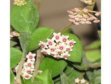 ���� �������������(���� ����)