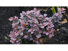 �������� thunb. Concorde