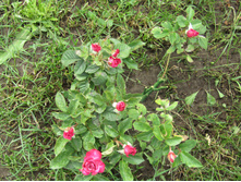 ���� �����-�������� / ��������.JPG