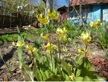 P1070813.JPG ������ ������� ���