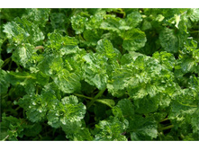 ���� ������ 70�.jpg