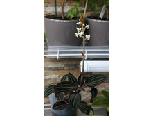 ������� �������