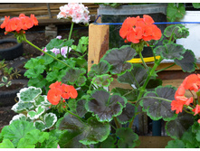 Black Velvet Scarlett