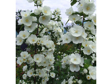 �������� (2�)(��� ���. ?)