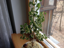 ����� ���� ( ��� )