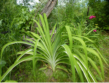 P1070855.JPG ����������� ��������.