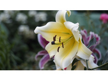 ����� �������