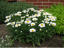 ������� ��������������� 100�.jpg