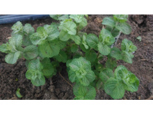 �������� ������