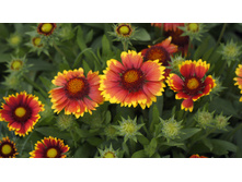 ��������� ����������� ������� ���