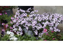 ������� ��������� ������ F1