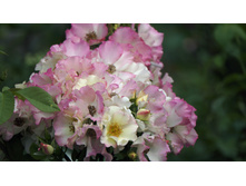 Liola (�����)