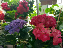 IMG 20180630 092812 HDR.jpg