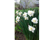 ���� ��� ��������.jpg