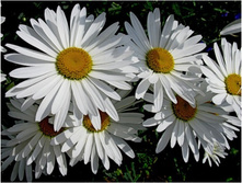 ������� ��������������� 100�...jpg