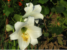 � ��������.JPG