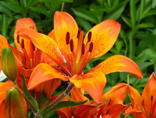 ����� ��������� (40-50��) 15 ��� ��������